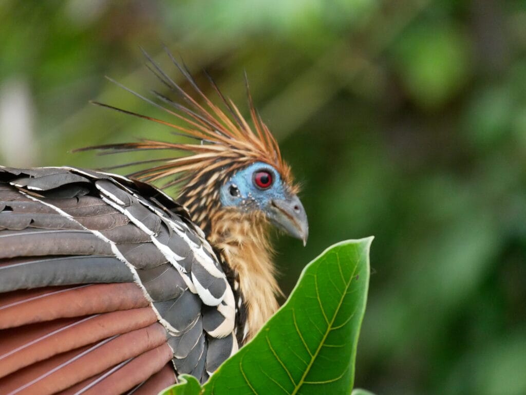 Colorful tropical bird perched on a branch in the Tambopata Amazon rainforest in Peru
