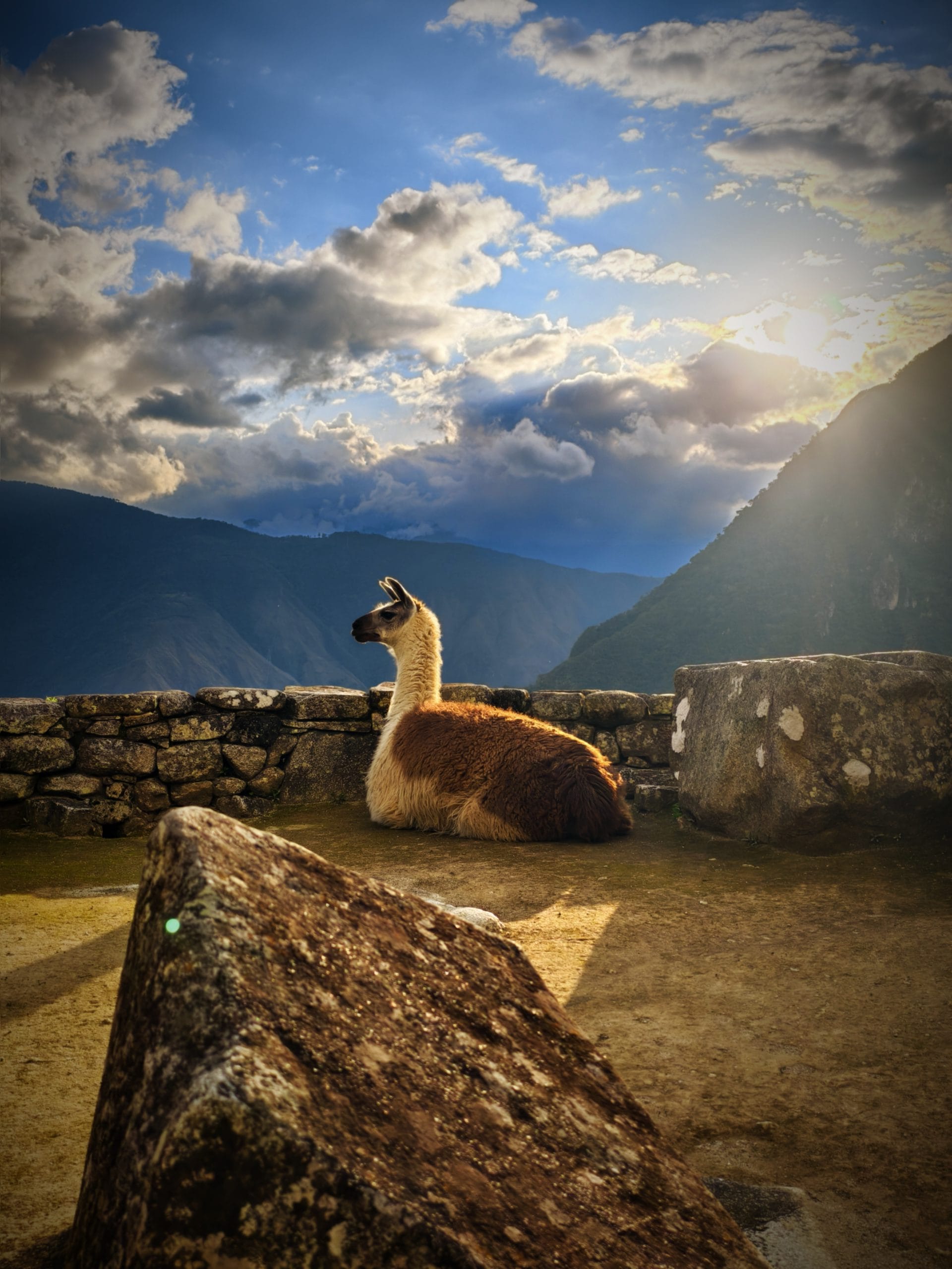 Alpaca grazing on the stone terraces overlooking the ancient citadel of Machu Picchu near Aguas Calientes Peru
