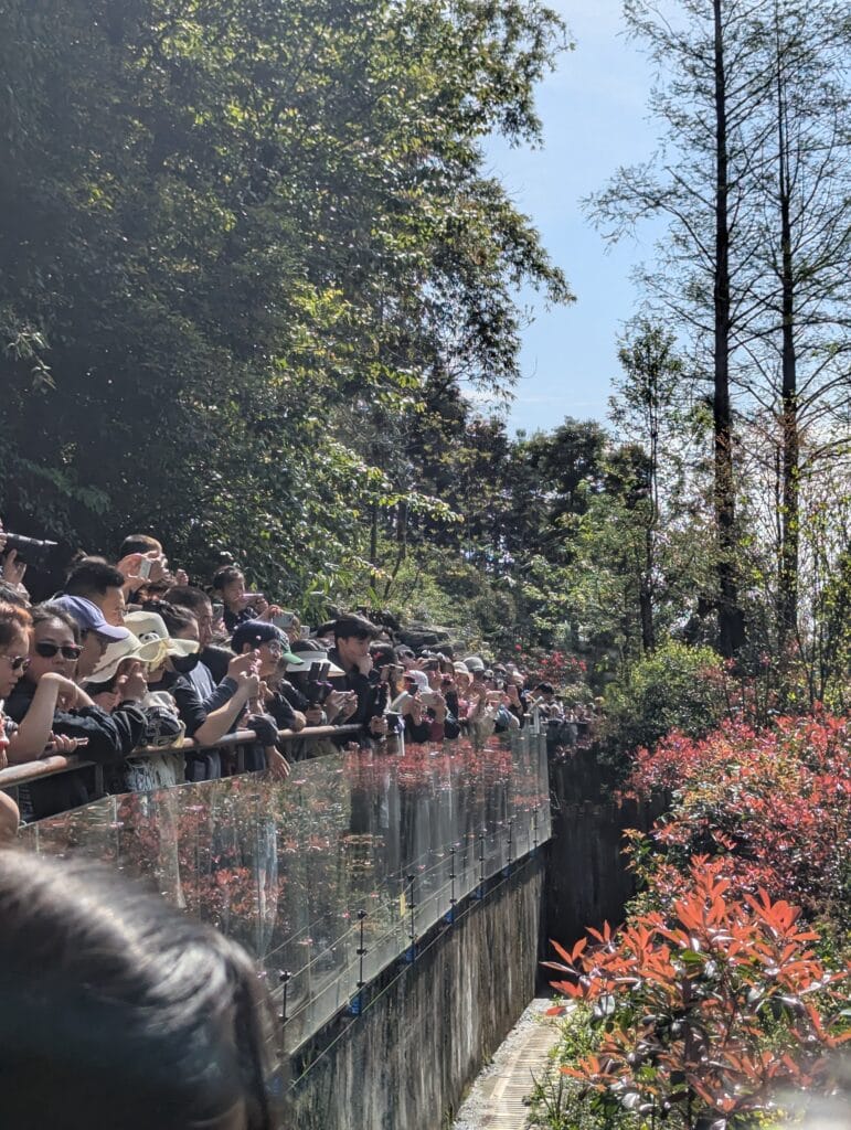 The crowd looks over a railing at a Panda Park in Chengdu, China