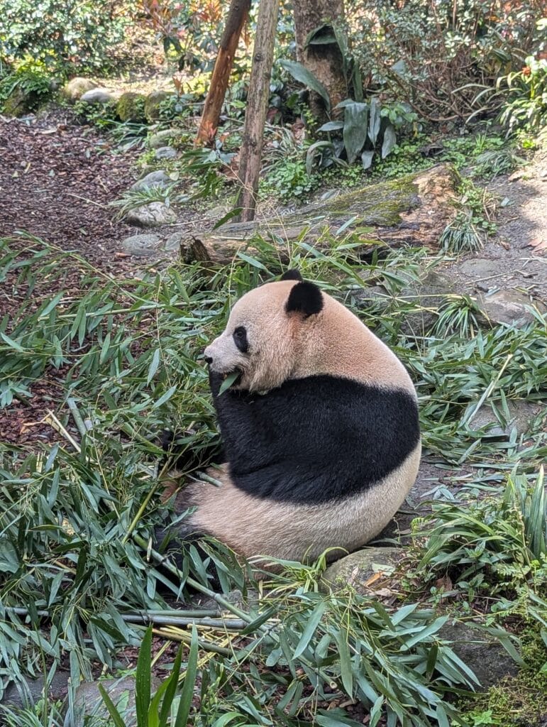 Panda eating bamboo at Dujiangyan panda base