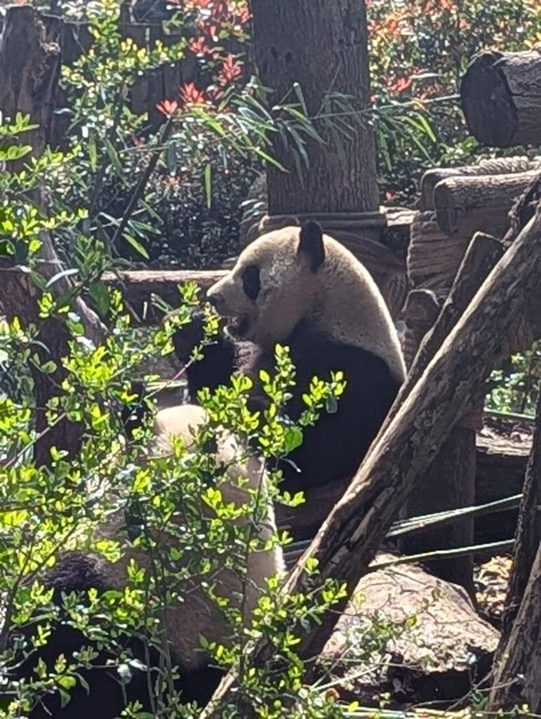A panda eats bamboo in a breeding center in Chengdu