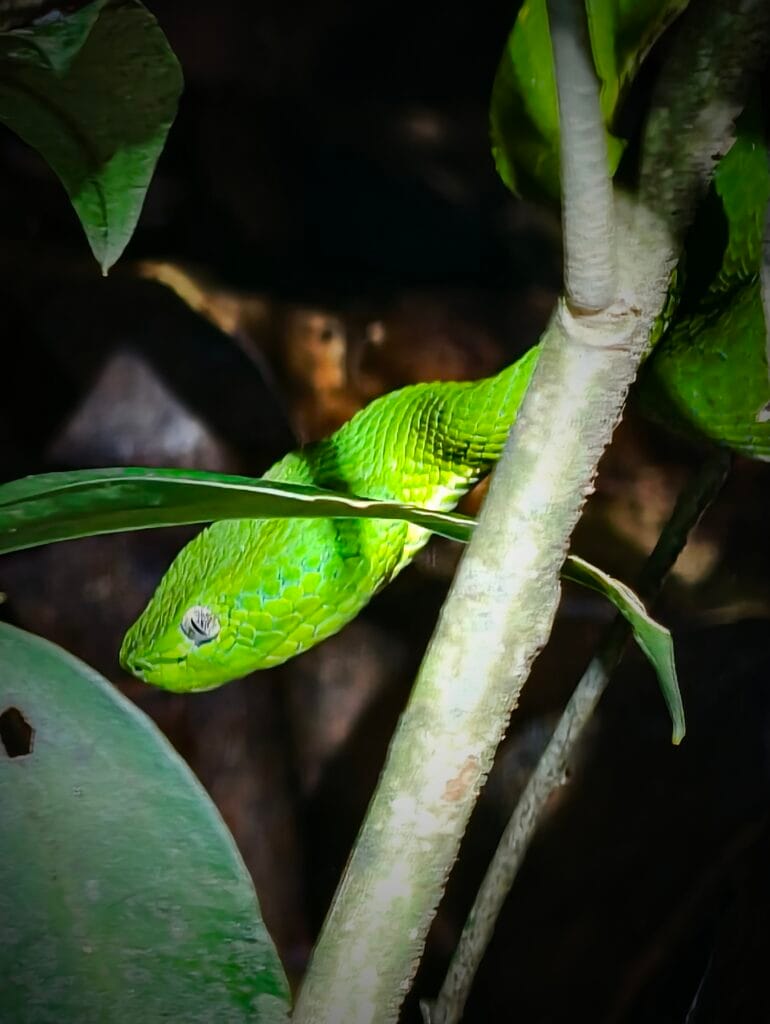 Green viper snake on night walk at Finca Modelo Ecológica in Monteverde Costa Rica