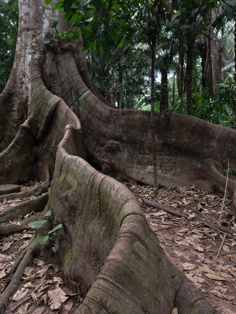 Giant tree to see in your puerto maldonado amazon lodge review
