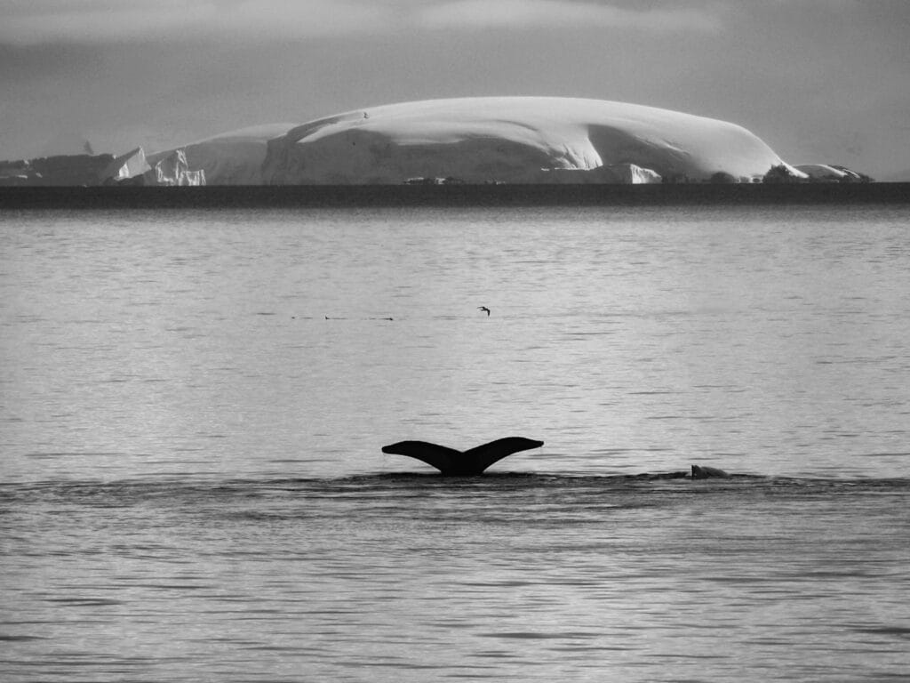 Humpback whale tail fluke diving near a massive iceberg with a bird flying in the background.