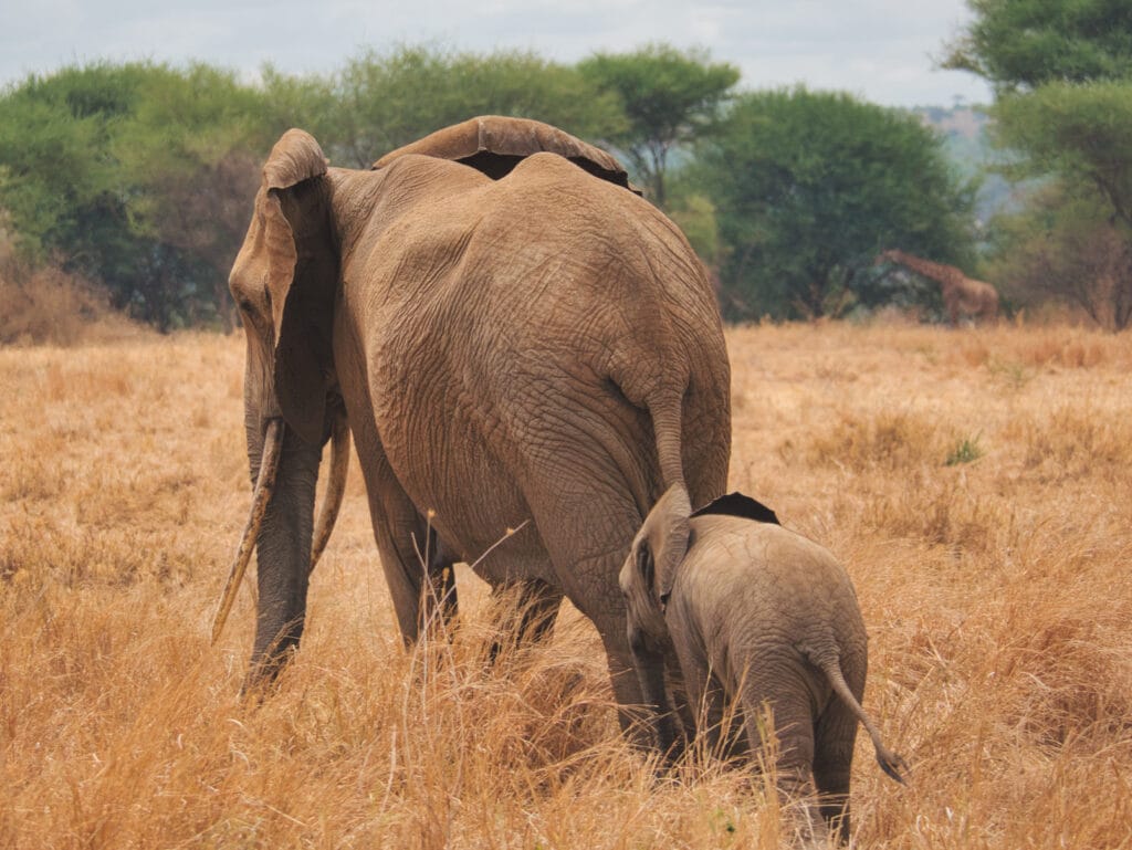 A mother and baby elephant walking across the open Tanzanian savanna.