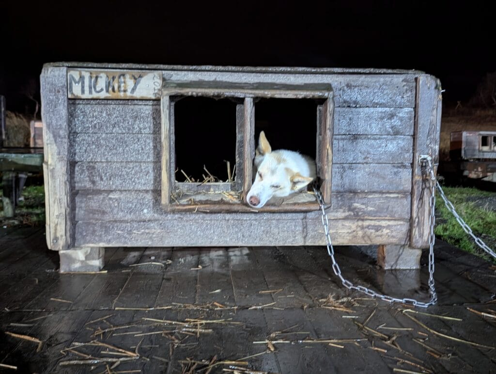 husky sleeps in its pen, tromso wilderness center