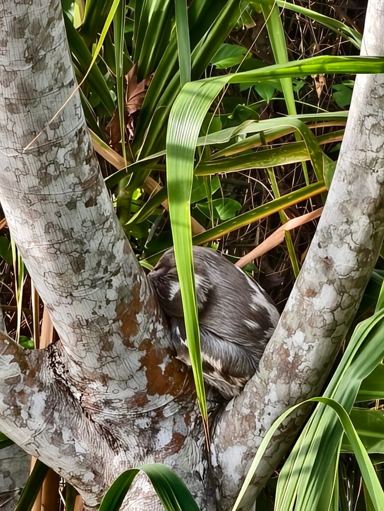 Sloth in the amazon rainforest of puerto maldonado