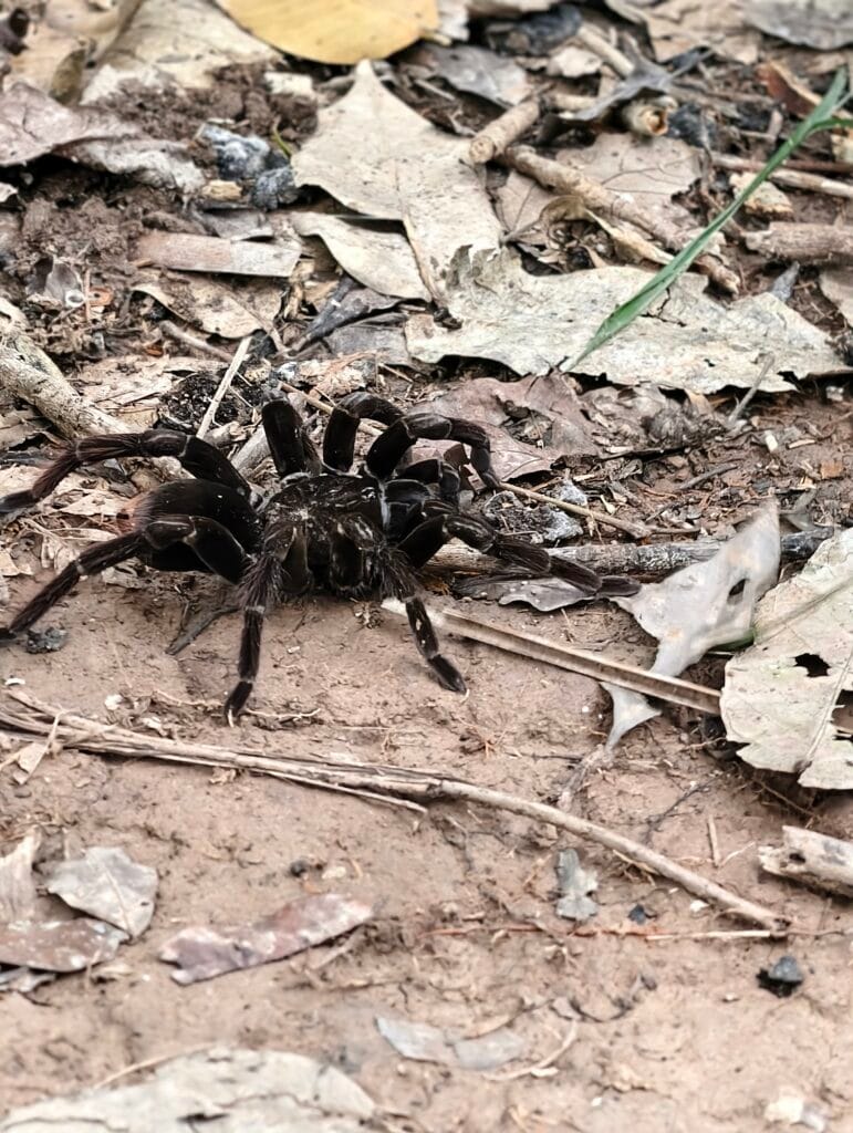 Tarantula spotted during a guided Amazon rainforest walk