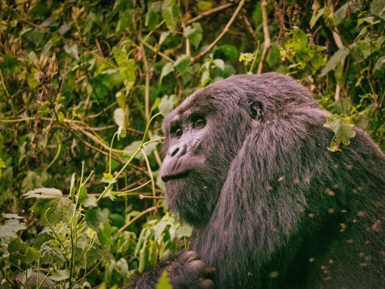 A massive silverback mountain gorilla sitting in the dense brush of Bwindi Impenetrable National Park, Uganda