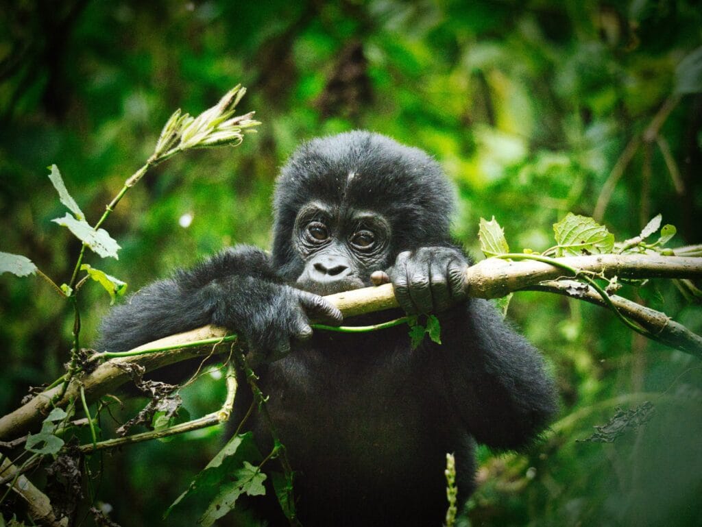 Gorilla trekking photography tips